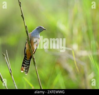 Kuckuckuck (Cacomantis merulinus), sitzend auf einem Zweig, Birma, Moeyungyi Stockfoto