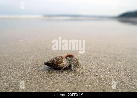 Große Einsiedlerkrabbe, Einsiedlerkrabbe, Soldatenkrabbe, Einsiedlerkrabbe, Bernhards Einsiedlerkrabbe (pagurus bernhardus, Eupagurus bernhardus), im Meer Stockfoto