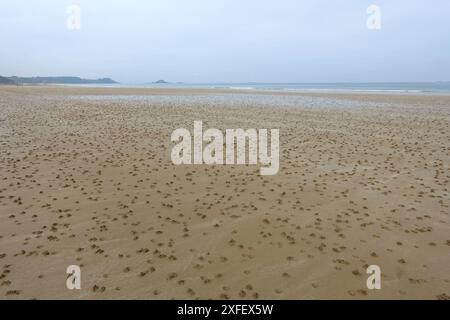 Europäischer Schleppwurm, Blaswurm, Schleppwurm, Sandwurm (Arenicola Marina), Massen von Schleppwurmhaufen am Strand, Frankreich, Bretagne, Erquy Stockfoto