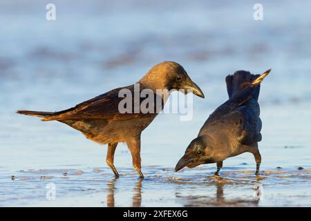 Hauskrähe, indische Hauskrähe (Corvus splendens), am Ufer sitzend, Oman, Dhofar Stockfoto