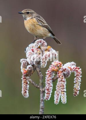 Stonechat, Europäischer Stonechat (Saxicola rubicola, Saxicola torquata rubicola), Weibchen auf einem Zweig, Seitenansicht, Italien, Toskana Stockfoto