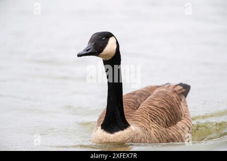 Kanadische Gans (Branta canadensis), Schwimmen im Fluss, Belgien, Dinant Stockfoto