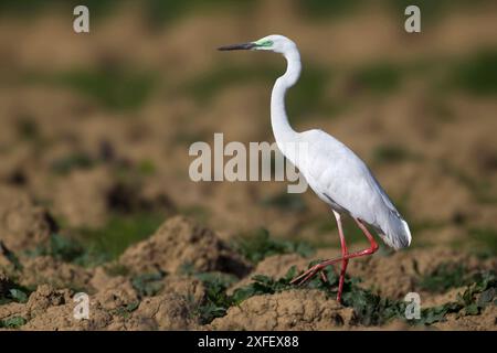 Großer Reiher, großer Weißreiher (Egretta alba, Casmerodius albus, Ardea alba), mit roten Beinen, die über einen Hektar laufen, Seitenansicht, Italien, Toskana Stockfoto