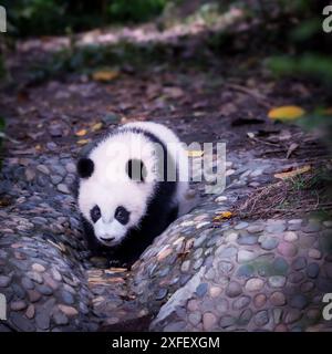 Baby Riesenpanda (Ailuropoda melanoleuca), Chengdu, Sichuan, China Stockfoto