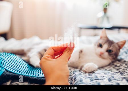 Die Katze mit Handschuhen putzen, um Haare zu entfernen. Frau, die einen Haufen Fell hält, nachdem sie mit Handgummihandschuh zu Hause gekämmt hat, und zeigt es dem Haustier Stockfoto