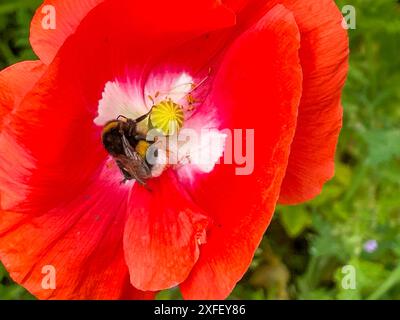 Niederlande - Hummel auf Mohnblume. Stockfoto