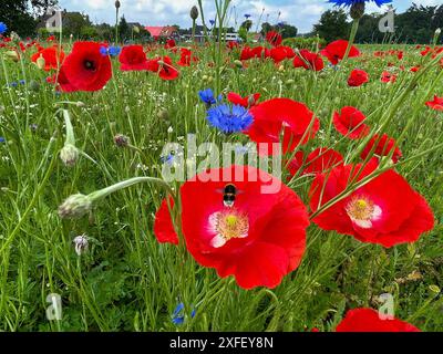 Niederlande - Hummel auf Mohnblume. Stockfoto