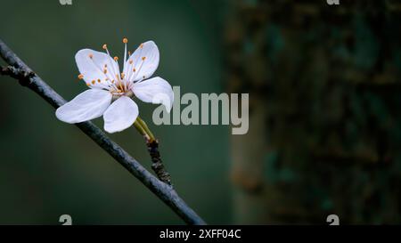 Nahaufnahme einer einzelnen weißen wilden Kirschblüte (Prunus avium) auf verschwommenem grünem Hintergrund des Zweiges, UK Stockfoto