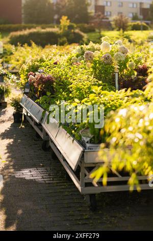 Verschiedene Blumen und Pflanzen im Gargenzentrum im Sommer Stockfoto