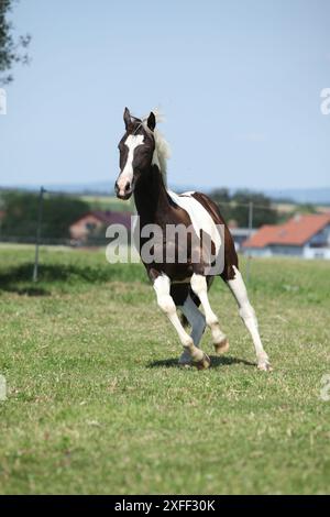Schönes Pferd, das auf Weide läuft Stockfoto