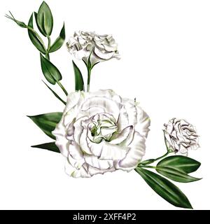 Weiße Blüten und Knospen von Lisianthus, Eustoma und Rose in horizontaler Zusammensetzung. Stiele und Blätter sind grün. Aquarellabbildung. Stockfoto