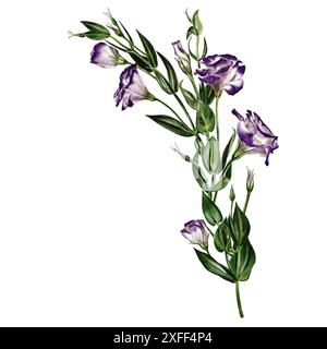 Eustoma und Lisianthus. Zweig mit Blumen und Blättern. Weiß und violett. Digitale Illustration Stockfoto