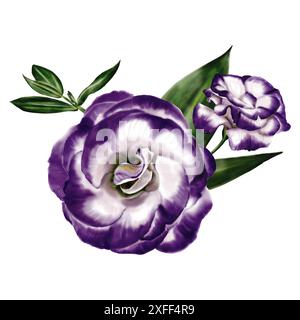 Eustoma-Blüten. Lisianthus. Zusammensetzung der weißen und purpurnen Blüten. Verzweigung und Blätter. Stockfoto