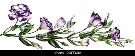 Großer Zweig mit Eustoma- und Lisianthus-Blüten und vielen Knospen. Große Blumen. Weiß und violett. Die Blätter sind grün. Aquarellabbildung Stockfoto