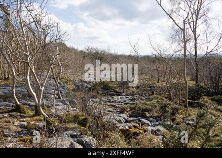 Bäume und Wälder zwischen Kalksteinpflastern Hutton Roof Crags nahe Burton in Kendal Cumbria, heute Westmorland und Furness England Stockfoto