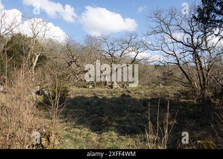 Bäume und Wälder zwischen Kalksteinpflastern Hutton Roof Crags nahe Burton in Kendal Cumbria, heute Westmorland und Furness England Stockfoto