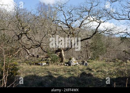 Bäume und Wälder zwischen Kalksteinpflastern Hutton Roof Crags nahe Burton in Kendal Cumbria, heute Westmorland und Furness England Stockfoto