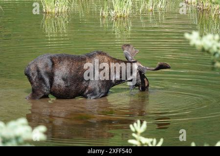 Elche, die im See weiden Stockfoto