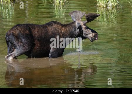 Elche, die im See waten Stockfoto