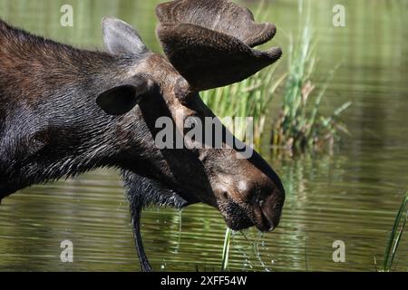 Elchprofil Stockfoto