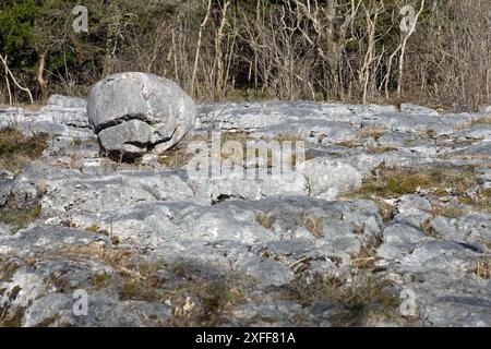 Kalksteinpflaster und gletscherförmiger Felsbrocken Hutton Roof Crags bei Burton in Kendal Cumbria, heute Westmorland und Furness England Stockfoto