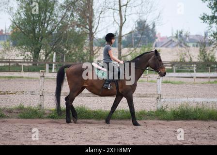 Teenager-Mädchen lernt zu Pferd zu galoppieren Stockfoto