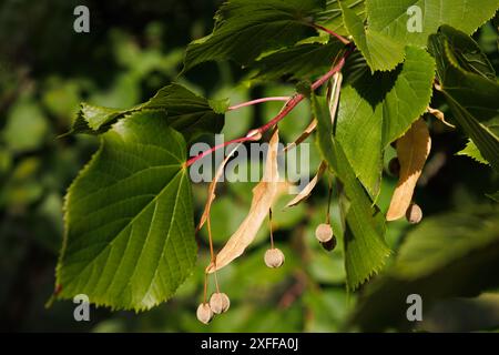 Europäisch oder kordata Tilia. Lindenzweig mit grünen herzförmigen Blättern und trockenen Reifen Früchten im Herbst. Interessantes Naturkonzept für Herbst Stockfoto