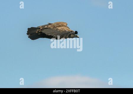 Gänsegeier im Flug, Gorges du Tarn, Departement Lozère, Frankreich Stockfoto