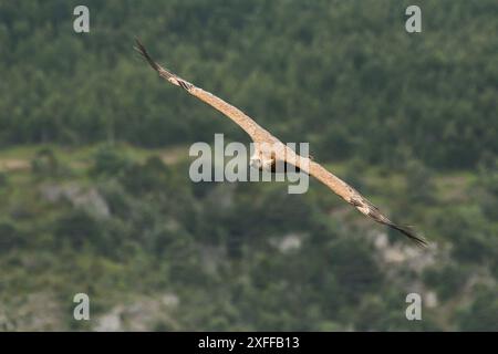 Gänsegeier im Flug, Gorges du Tarn, Departement Lozère, Frankreich Stockfoto