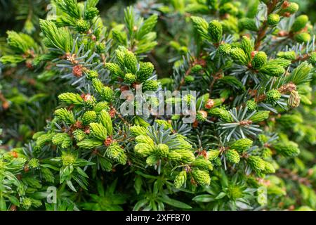 Ein zukünftiger Riese erwacht. Aus nächster Nähe zeigt ein junger Weihnachtsbaum winzige grüne Nadeln, die sich auf flexiblen Ästen entfalten. Zarter saft schimmert auf der vibra Stockfoto