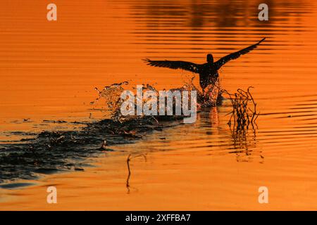 Eurasischer Rudel im Flug über den Teich bei Sonnenaufgang, Region La Dombes, Département Ain, Frankreich Stockfoto