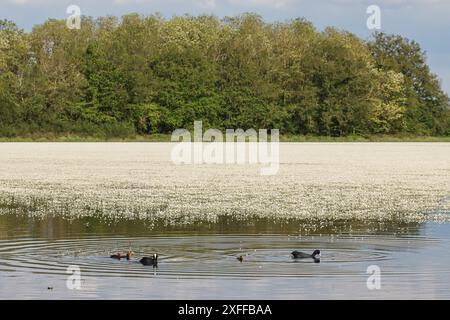 Europäische Hähnchenfamilie auf dem Teich und Wasserbuttermuscheln, Region La Dombes, Département Ain in Frankreich Stockfoto