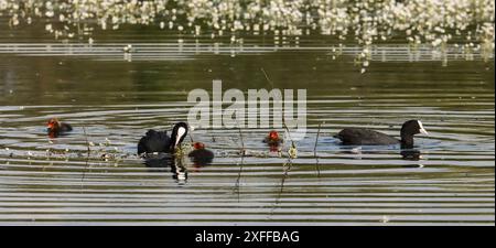 Erwachsene Hähnchen füttern ihre Küken im Teich, Region La Dombes, Departement Ain, Frankreich Stockfoto