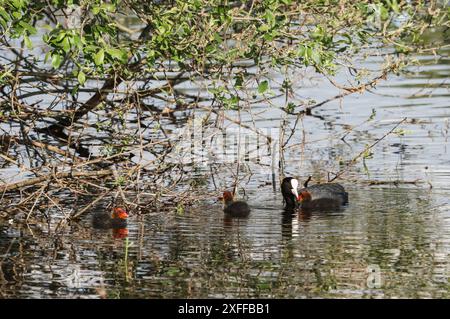 Erwachsene Hühner füttern ihre Küken im Teich, Region La Dombes, Departement Ain, Frankreich Stockfoto