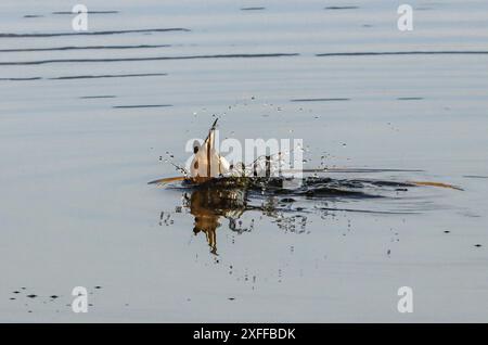 Gemeines Moorhentauchen im See, Neuchâtel See, Schweiz Stockfoto