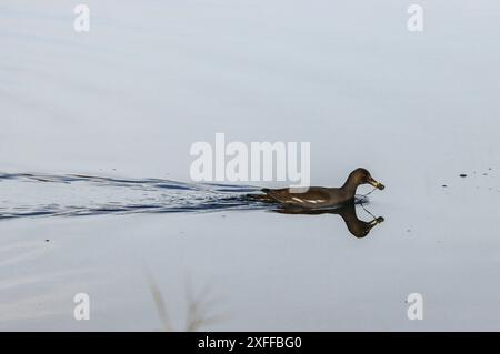 Gemeine Moorhne schwimmen auf dem Teich, Naturschutzgebiet, Neuchâtel See in der Schweiz Stockfoto