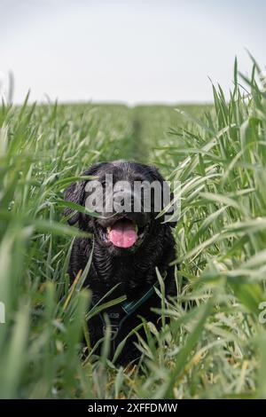 Black Labrador spielt auf den Gras-/Bauernfeldern in Rakican, Slowenien Stockfoto