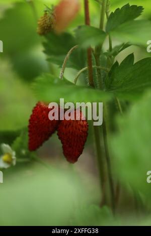 Rote Erdbeeren an Pflanzenzweigen in der Natur. Sommerbeeren Stockfoto