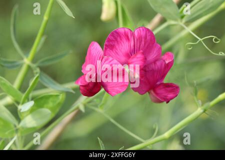 Rosafarbene Blume von süßer Erbse Nahaufnahme. Wilde Blumen Stockfoto