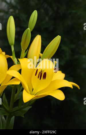 Schöne gelbe Lilienblüten. Sommerblumen aus nächster Nähe Stockfoto