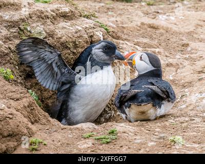 Puffin im Sommer auf Skomer Island, Pembrokeshire Stockfoto