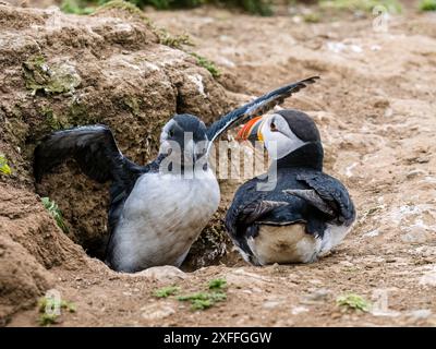 Puffin im Sommer auf Skomer Island, Pembrokeshire Stockfoto