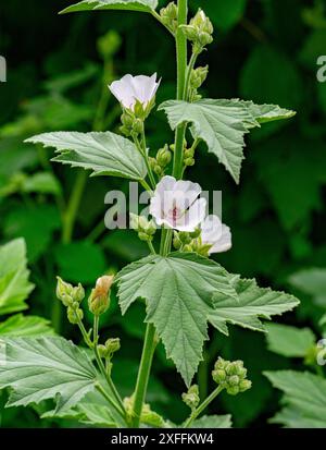 Marsh Mallow Althaea officinalis in Blüte. Botanischer Garten, Frankfurt, Deutschland, Europa- Stockfoto