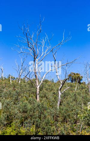 In den Blue Mountains, New South Wales, Australien, ragen tote Bäume vor einem hellblauen Himmel hervor. Stockfoto