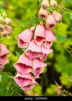 Röhrenförmige rosafarbene Blüten des halbsommerlichen Erdbeerfuchshandschuhs, Digitalis x mertonensis „Summer King“ Stockfoto