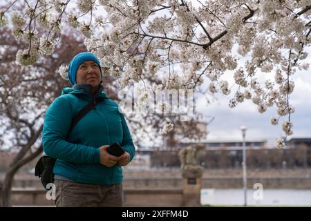 Eine Frau mittleren Alters steht inmitten der Kirschblüten und genießt die Schönheit. Er hält ein Telefon in der Hand, um Blumen zu fotografieren Stockfoto