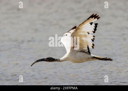 Afrikanisches Heiliges Ibis, Threskiornis Aethiopicus, Riserva Naturale, Isola della Cona, Nordost-Italien Stockfoto