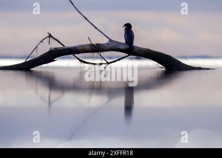 Pygmy Cormoran, Microcarbo pygmaeus, Grado, Golf von Triest, Italien Stockfoto