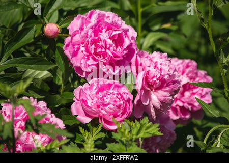 Rosa Pfingstrose in der Gartennähe Stockfoto