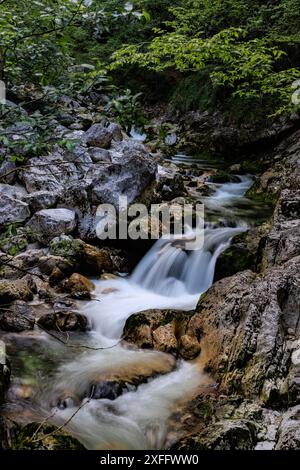 Wald und Bach über moosige Felsen Stockfoto